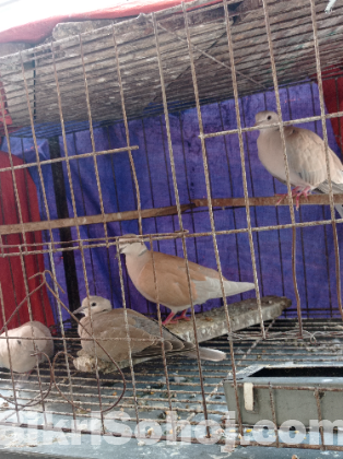 কবুতর ও ঘুঘু বিক্রয়